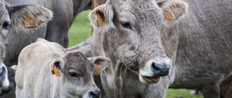 ALLEVAMENTO BESTIAME: ILLECITO AMMINISTRATIVO SE LO SCARICO NON E’ AUTORIZZATO