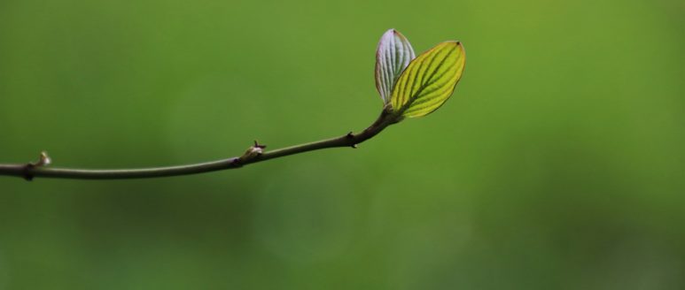 NUOVO STANDARD EUROPEO: GREEN BOND